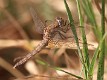 IMG_3653 Crocothemis erythraea female